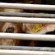 Image for article titled Slaughterhouse Cow Frets Over Personal Contributions To Climate Change